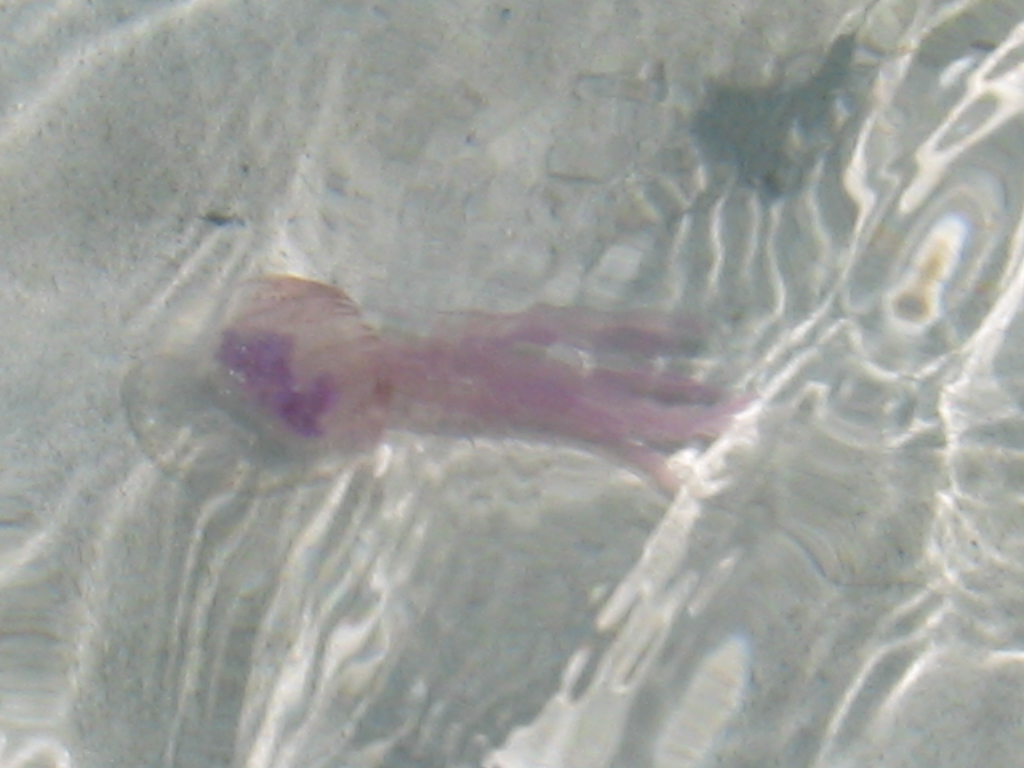 Pelagia noctiluca (Forsskl, 1775)